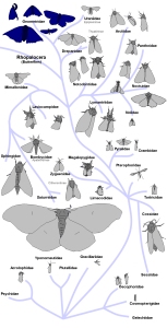 guide to live moths